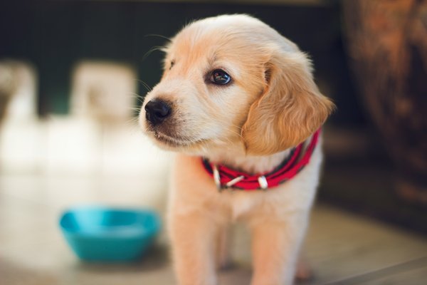 What are the best techniques for introducing a new puppy to an older dog in a UK household?